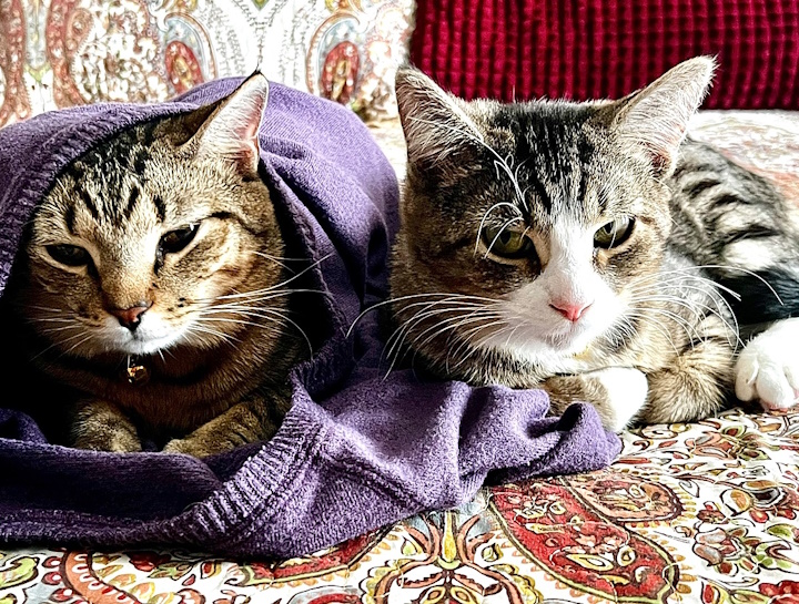 Preventive Care for Cats